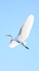 Great Egret Bird Flying in Nature Under Blue Sky, Photo Realistic, Pattern Background, Wallpaper, Cover and Screen for Smartphone, PC, Laptop, 9:16 and 16:9 Format