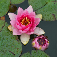 rosa Blüten der Seerose, Nymphea Hybride, Wasserpflanze