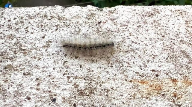 A fall webworm moth larva caterpillar (Hyphantria cunea) crawling on the wall. 