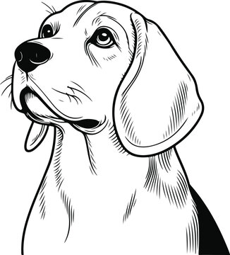 line art beagle dog, Beagle line drawing, vector art, illustrations