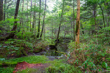 Fototapeta premium 上高地の風景