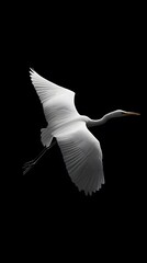 Obraz premium Great Egret Bird Flying on Black Background, Photo Realistic, Pattern Background, Wallpaper, Cover and Screen for Smartphone, PC, Laptop, 9:16 and 16:9 Format