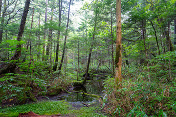 Obraz premium 上高地の風景