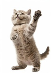 Obraz premium Cute British Shorthair cat playing and ready to jump. Transparent cutout