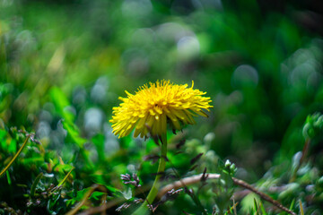 dandelion in the grass