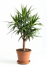 Fototapeta premium Dracaena trifasciata plant on a pot, isolated on white background
