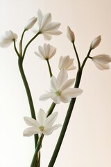 Delicate White Flowers With Slender Green Stems Against a Soft Background in Natural Light