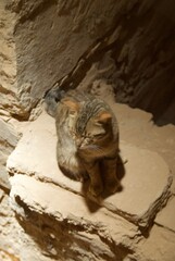 Desert castles in jordan