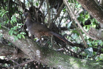 ave - aracuã escamoso - Ortalis squamata