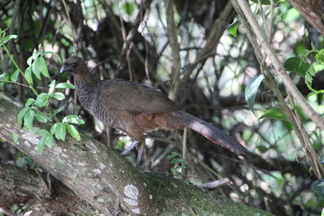 ave - aracuã escamoso - Ortalis squamata