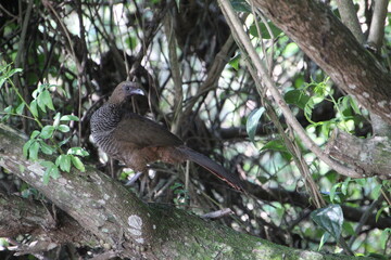 ave - aracuã escamoso - Ortalis squamata