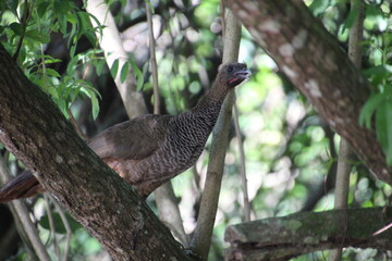 ave - aracuã escamoso - Ortalis squamata