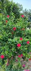 China rose, Hibiscus rosa sinensis