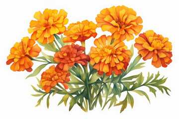 Fototapeta premium Vibrant Watercolor Illustration of Marigold Cluster
