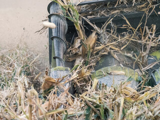 corn crop harvesting