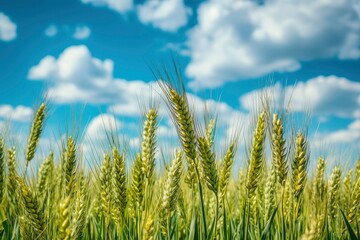 Obraz premium Closeup of Wheat Stalks in a Field Against a Blue Sky with White Clouds