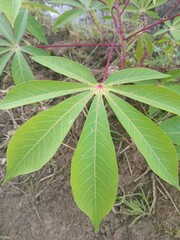 close up of a plant