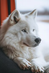 Obraz premium A Serene White Dog Relaxes by the Window, Enjoying the Winter Sunlight Streaming Indoors