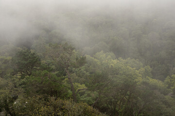 A misty forest shrouded in an ethereal veil