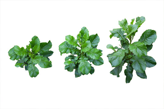 Tapak Liman leaves (Elephantopus scaber L), a wild plant as an alternative herbal medicine, Tapak Liman leaves isolated on white background