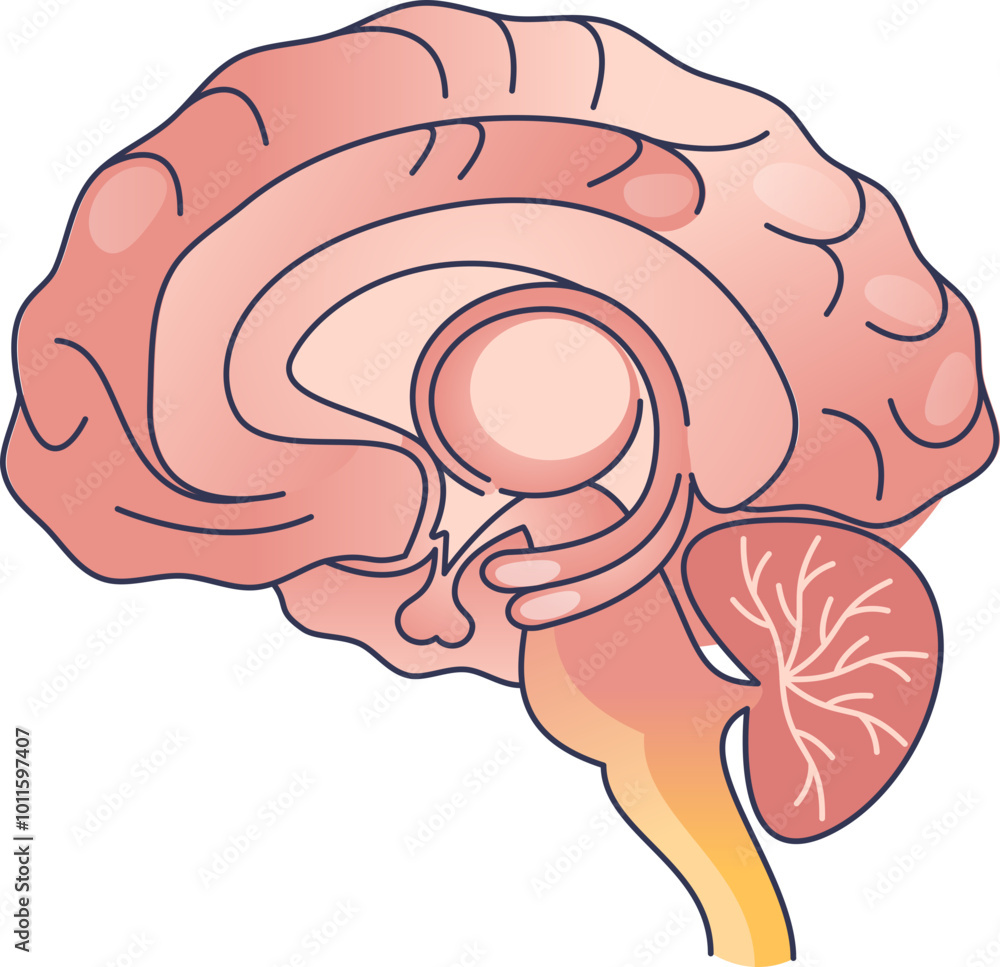 Poster illustration of a brain cross-section showing major structures and pathways.
