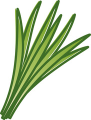 Illustration of fresh green chives, symbolizing freshness and culinary use.