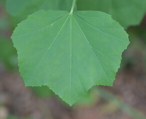 Beautiful close-up of the leaf of lavatera maritima 