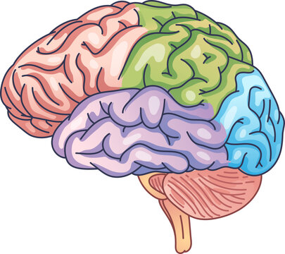 Illustration of human brain regions in different colors, highlighting distinct areas.