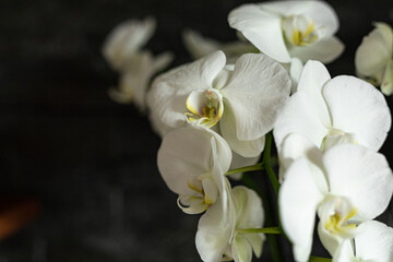 White orchids bloom against a dark background