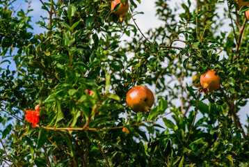 Ripe pomegranate fruit on tree branch