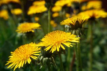meadow with blooming dandelions