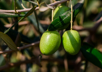 green olives on a branch