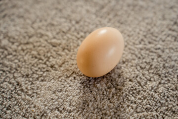 Close-up of a Chicken Egg on Carpet Indoors