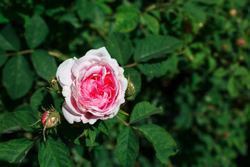 blooming pink rose closeup