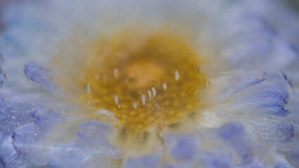 water drops on purple and yellow flower frozen in ice in abstract macro backgroind