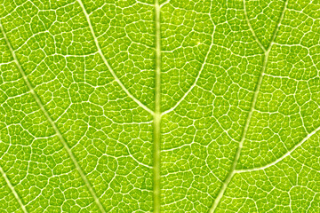 Green leaf close up. Beautiful nature background. Macro texture of leaf with veins. Environment and ecology concept.