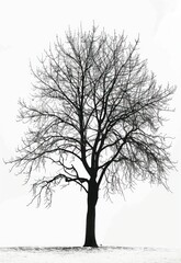 Obraz premium Tree silhouette isolated on white background