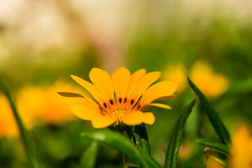Beautiful Daisy colours in our garden