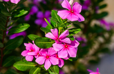 Madagaskar-Immergruen, Cathranthus, roseus