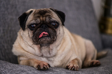 Fototapeta premium old pug resting on the sofa