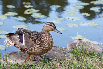 duck stands on the shore of a pond