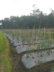 rice field