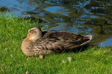 Ente, weiblich, entspannt am Ufer mit müdem Blick