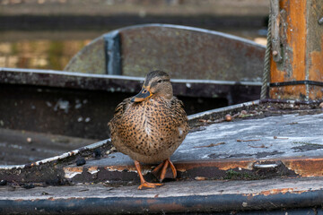 Ente, weiblich, entspannt am Ufer mit müdem Blick