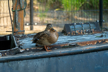 Ente, weiblich, entspannt am Ufer mit müdem Blick