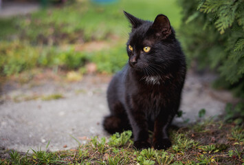 Close-up of a Black Cat in a Rural Setting