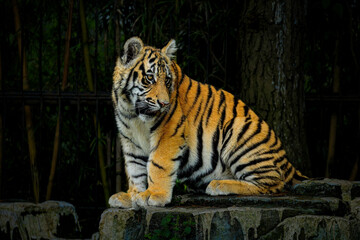 Adorable Tiger Cubs. The Bengal tiger