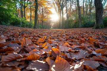 A sunlit autumn forest path covered in fallen leaves with sunlight streaming through the trees, capturing the essence of a peaceful and crisp fall morning in nature