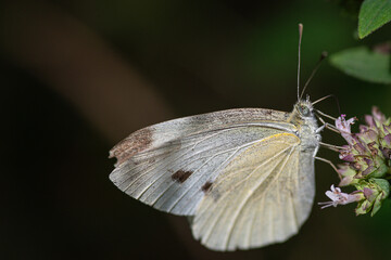 Cabbage White butterfly Pieris rapae extracting sucking pollen from a flower in summer