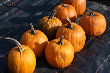Kürbisse auf freiem Feld, Schweiz